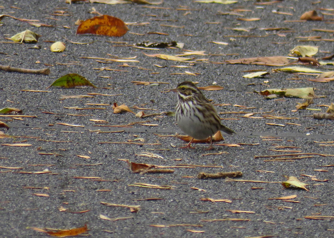 <b>Savannah Sparrow</b> 2018 10 7 HarringtonBeachSP 7846