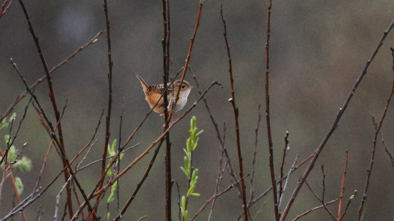 <b>Sedge Wren</b> - White River Marsh - Jennie Lanzendorf.jpg