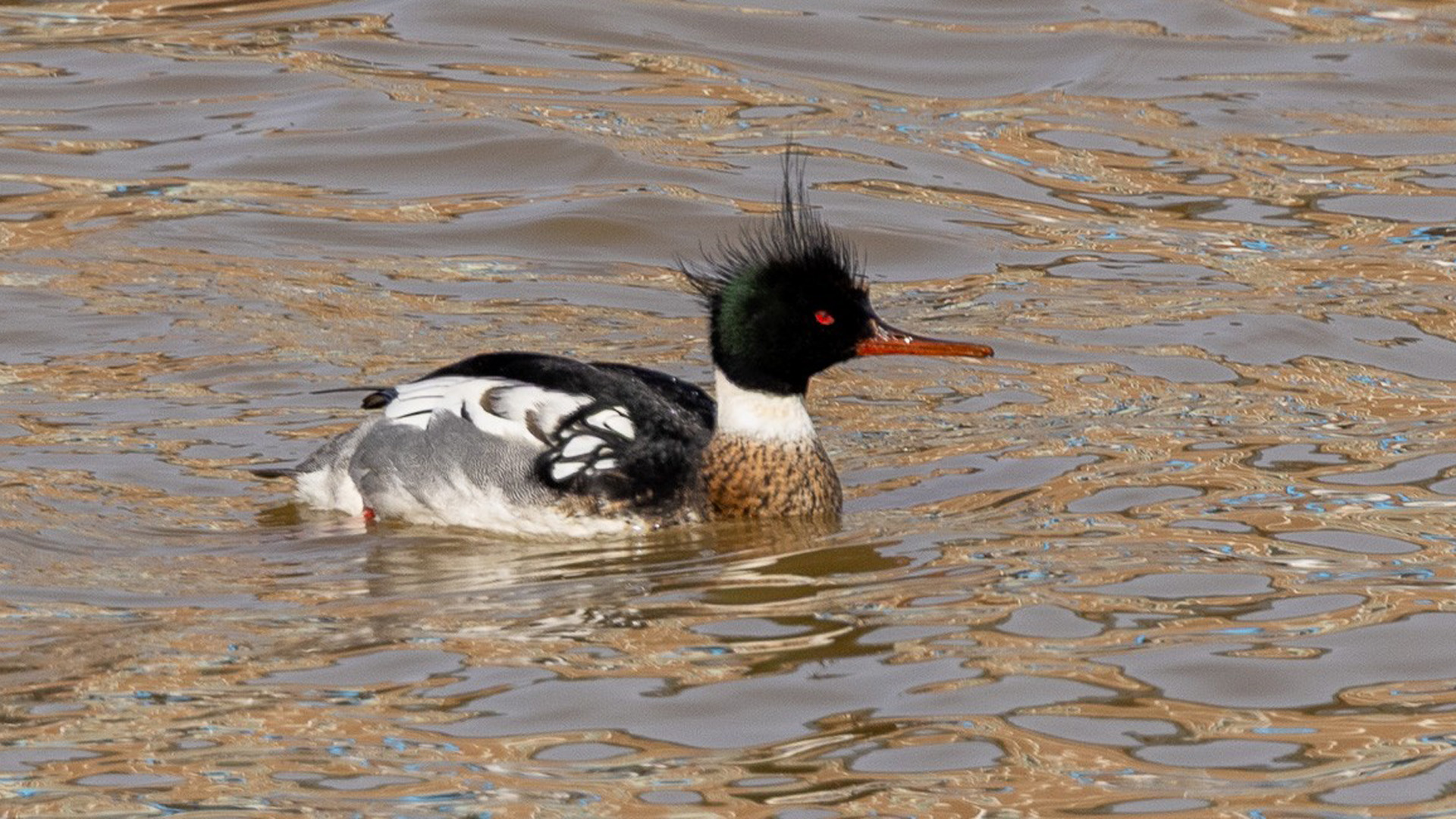 Sheboygan field trip 2025 3-8 Myles Hurlburt - <b>Red-breasted Merganser</b> - Coal Dock Park - Port Washington ML631825365 crop.jpg