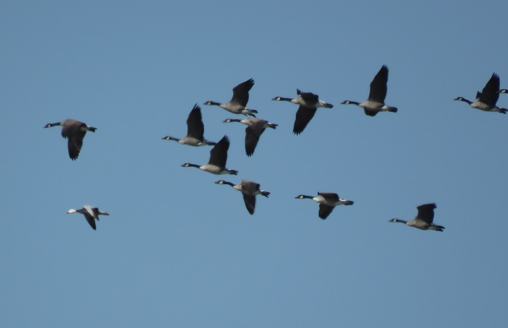 <b>Snow Goose</b> blue morph 2021 9 16 WI Point 0327