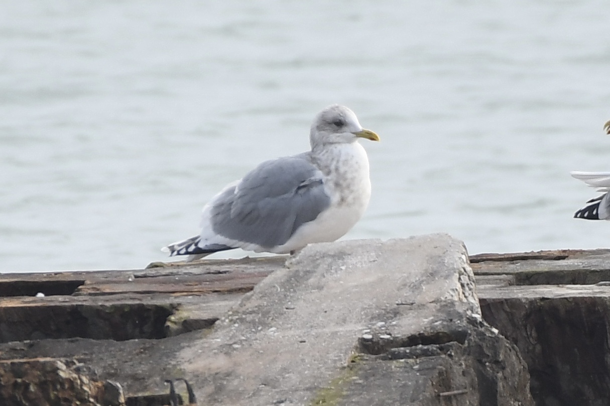 Thayers Gull Sheboygan DSC 9069 Matt Klemme