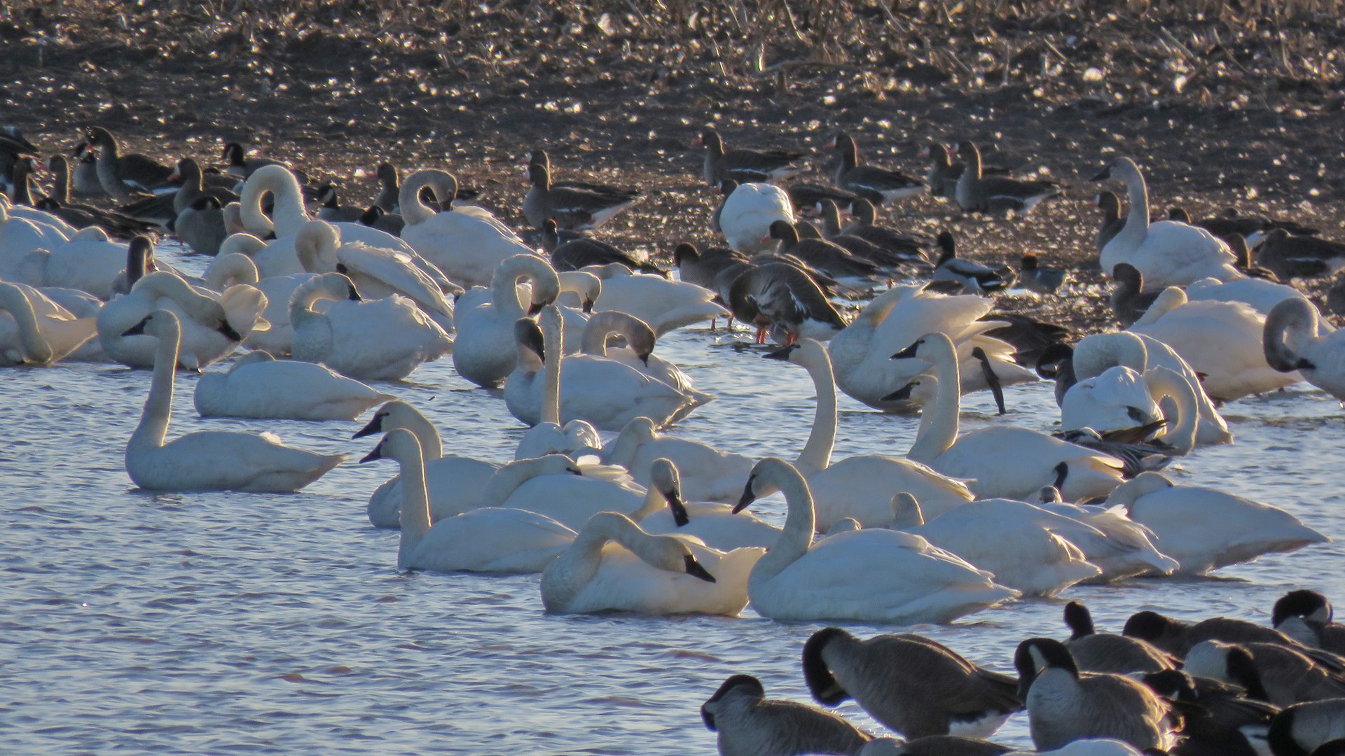 <b>Tundra Swan</b>s 2025 3-22 Goose Pond - Columbia Co 2863.jpg