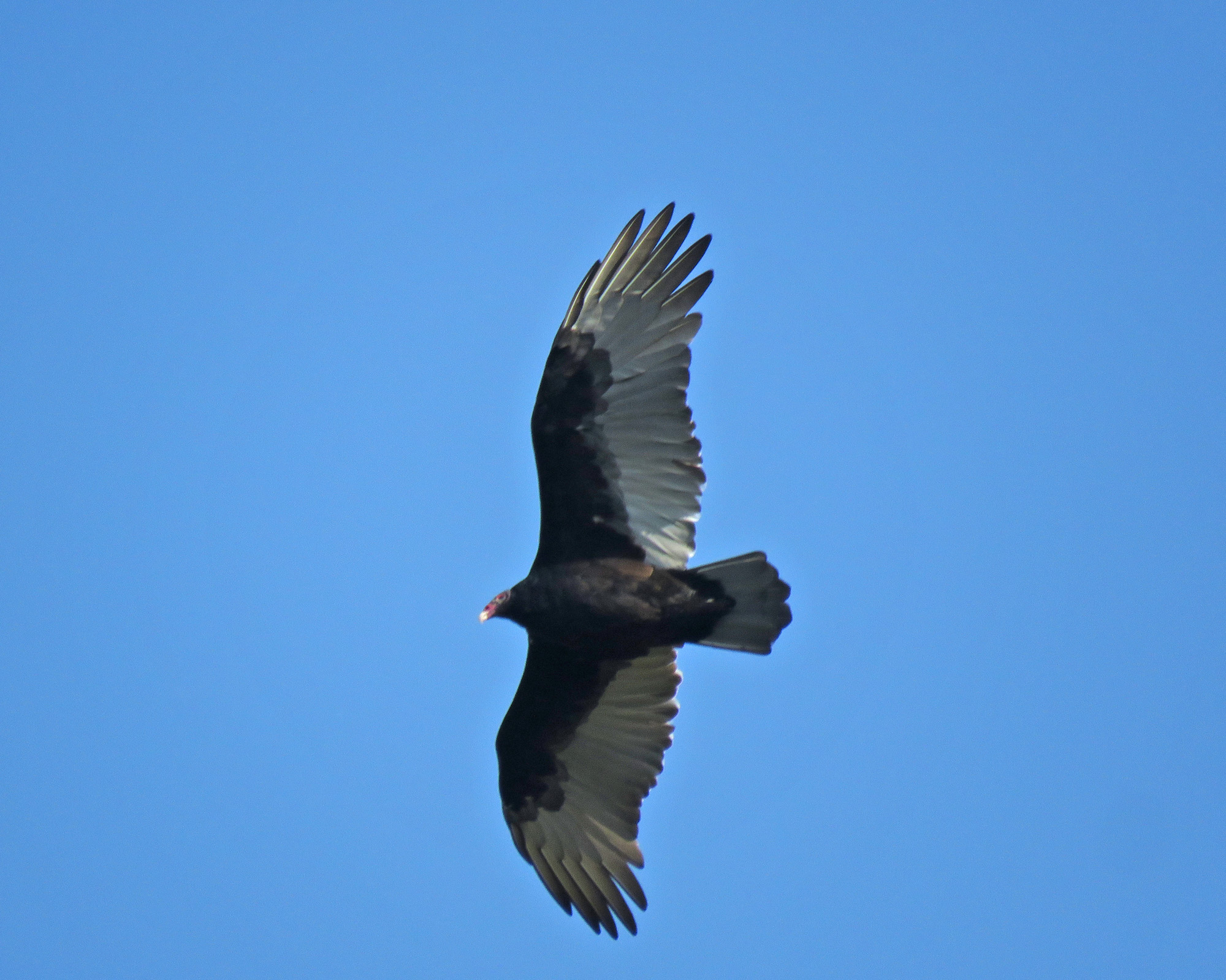 <b>Turkey Vulture</b> flt 2024 10 6 Harrington Beach SP Pucketts Pond 2573