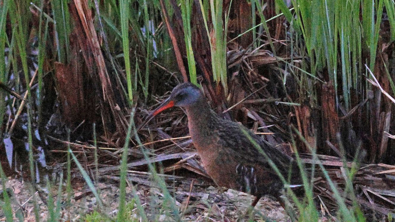 <b>Virginia Rail</b> - White R Marsh - Jennie Lanzendorf.jpg