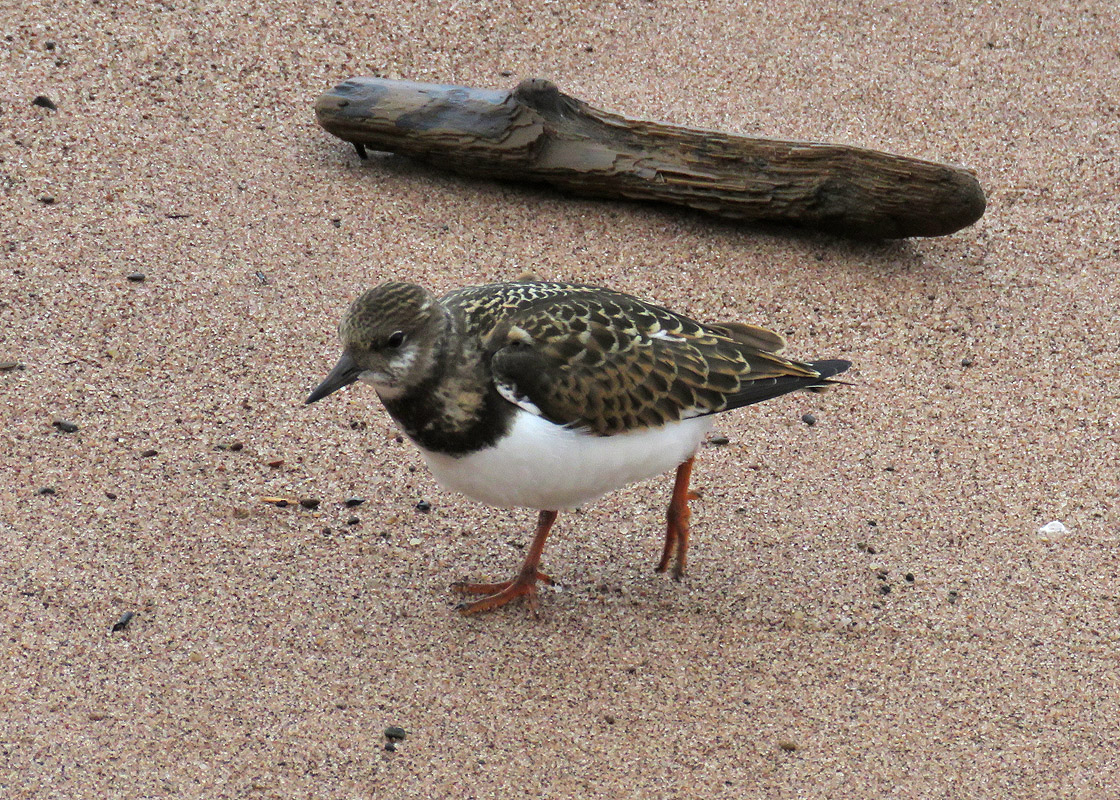 WI Point 2018 9 21 5120 <b>Ruddy Turnstone</b>