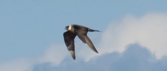 WI Point 2018 9 21 5985 <b>Parasitic Jaeger</b> crop