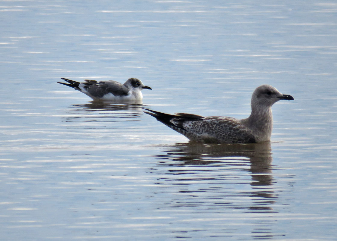 WI Point 2018 9 22 6310 Franklins Gull w Herring