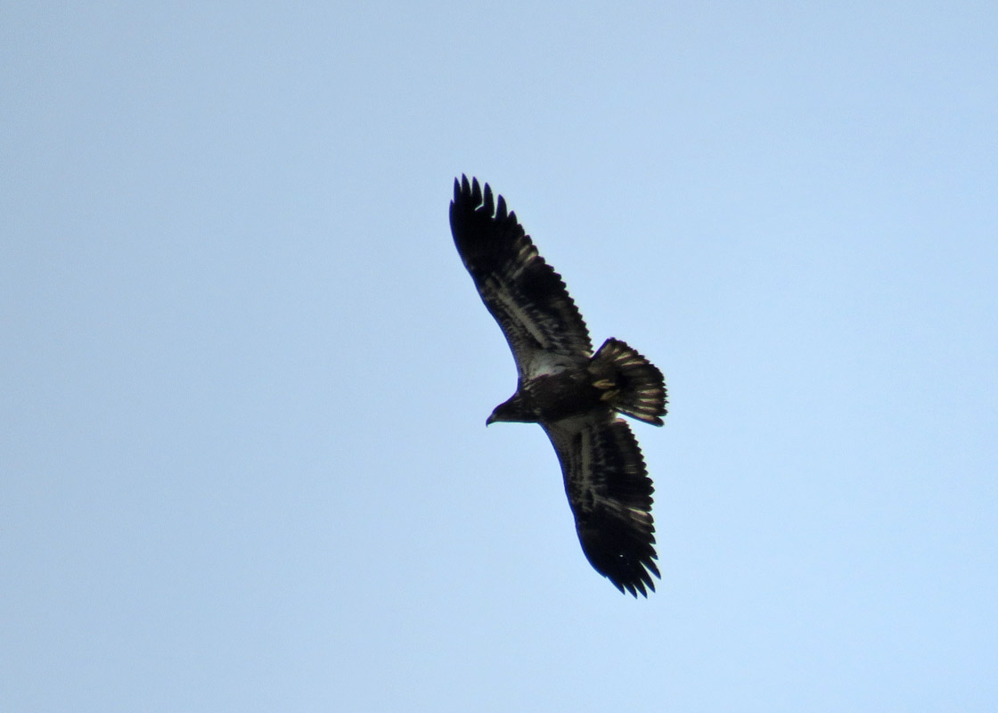 WI Point 2018 9 22 6538 <b>Bald Eagle</b>