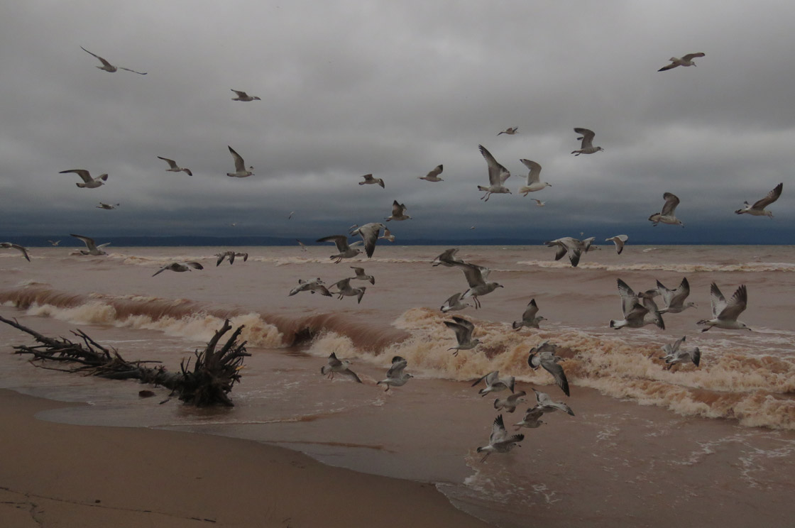 WI Point 2018 9 23 6987 Ring billed Gulls