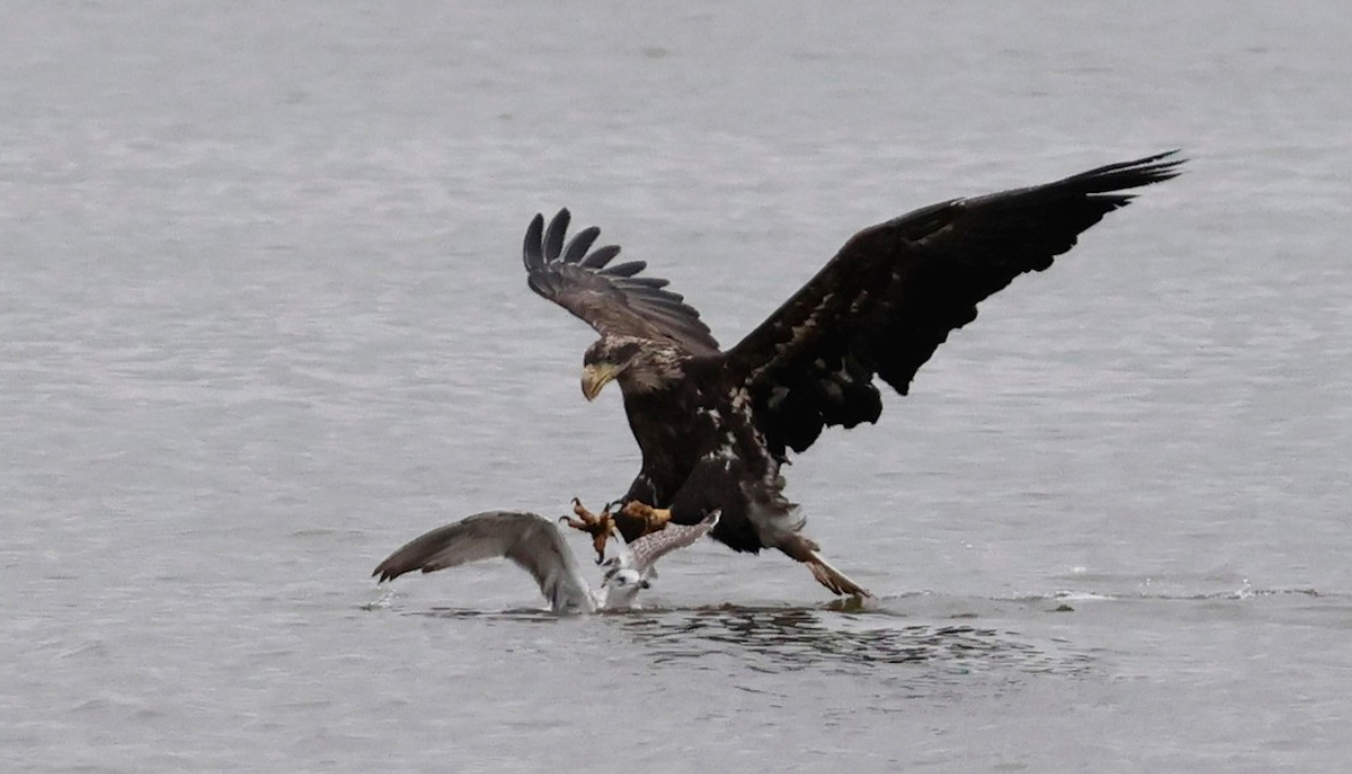 WI Point 2022 <b>Bald Eagle</b> grabbing Ring billed Gull 9 24 Ted Keyel