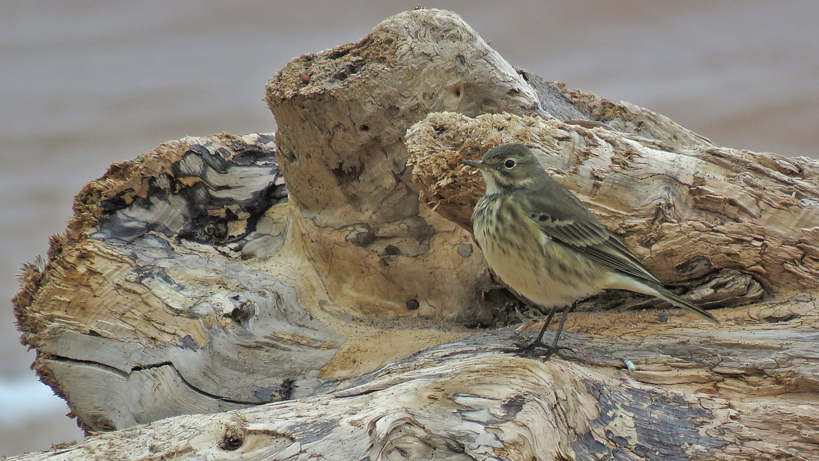 WI Point 2023 9 22 <b>American Pipit</b> 5440 T Schultz