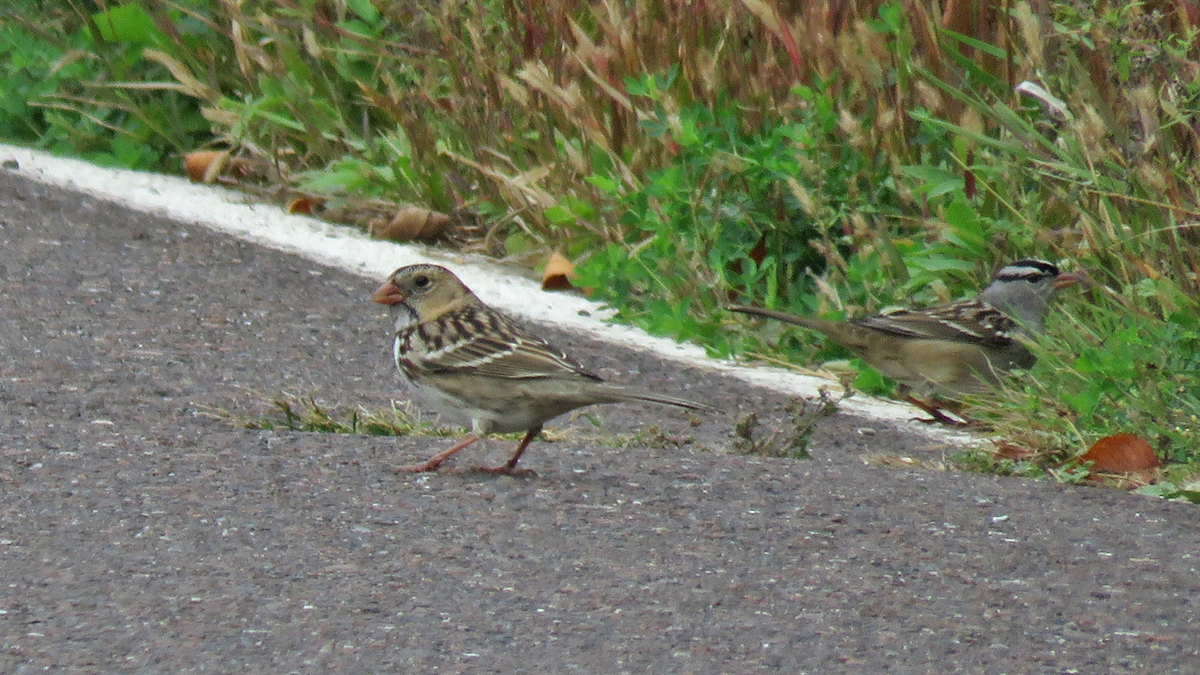 WI Point 2023 9 22 Harriss Sparrow 5402 T Schultz