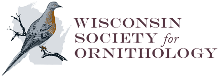 WSO logo transparent