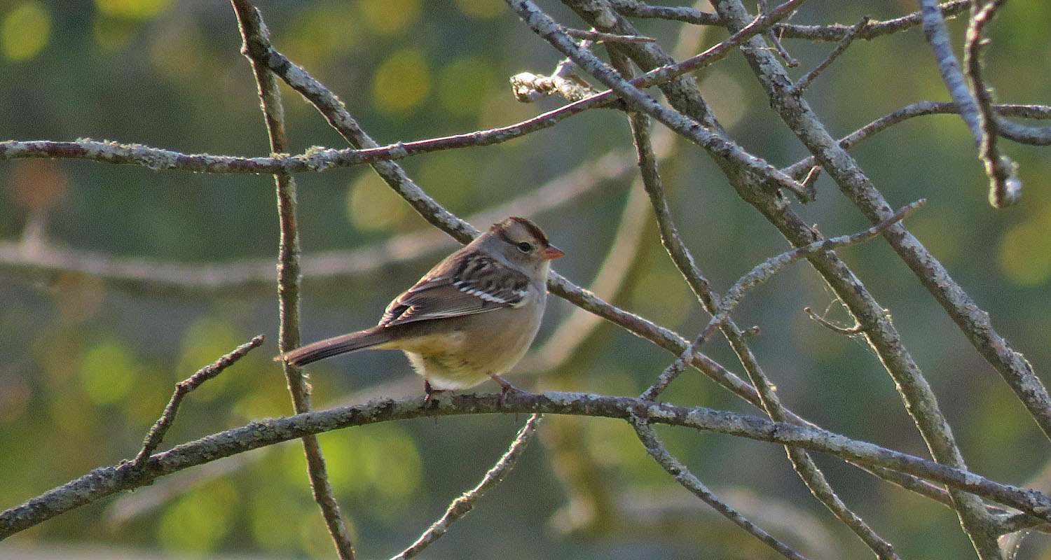 White crowned Sparrow im 2022 10 8 Harrington Beach SP 5475A