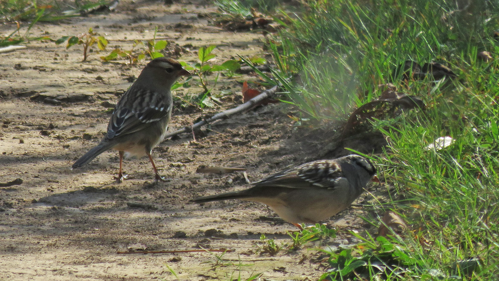 White crowned Sparrows 2024 10 6 Harrington Beach SP Pucketts Pond 2562 crop