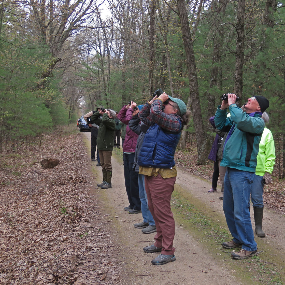 White River Marsh 2021 5 1 9426 <b>Pine Warbler</b> road