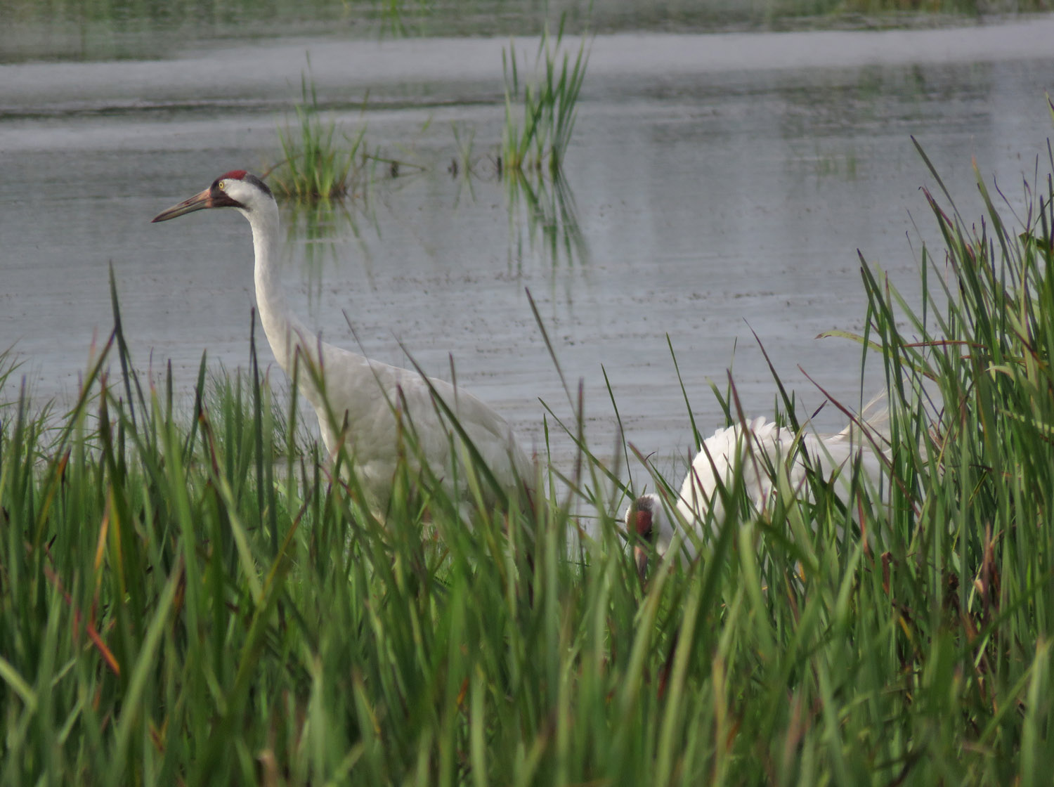 <b>Whooping Crane</b>s 2023 8 13 Horicon auto tour boardwalk 3201