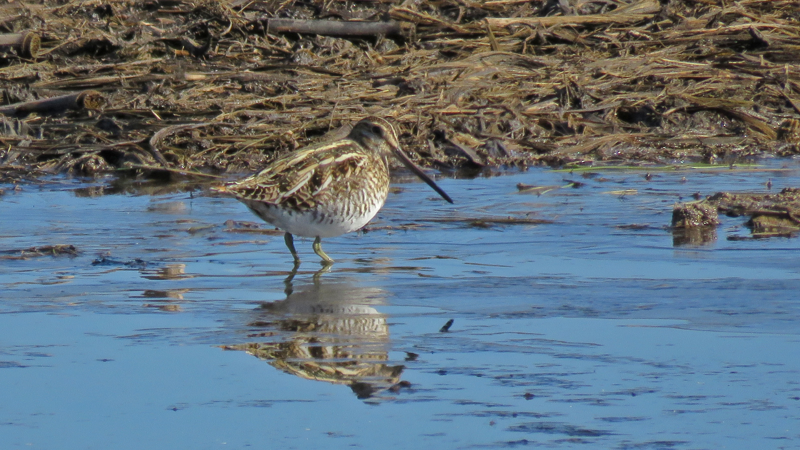 <b>Wilson's Snipe</b> 2025 3-22 DM & I Pond - Dane Co 2957.jpg