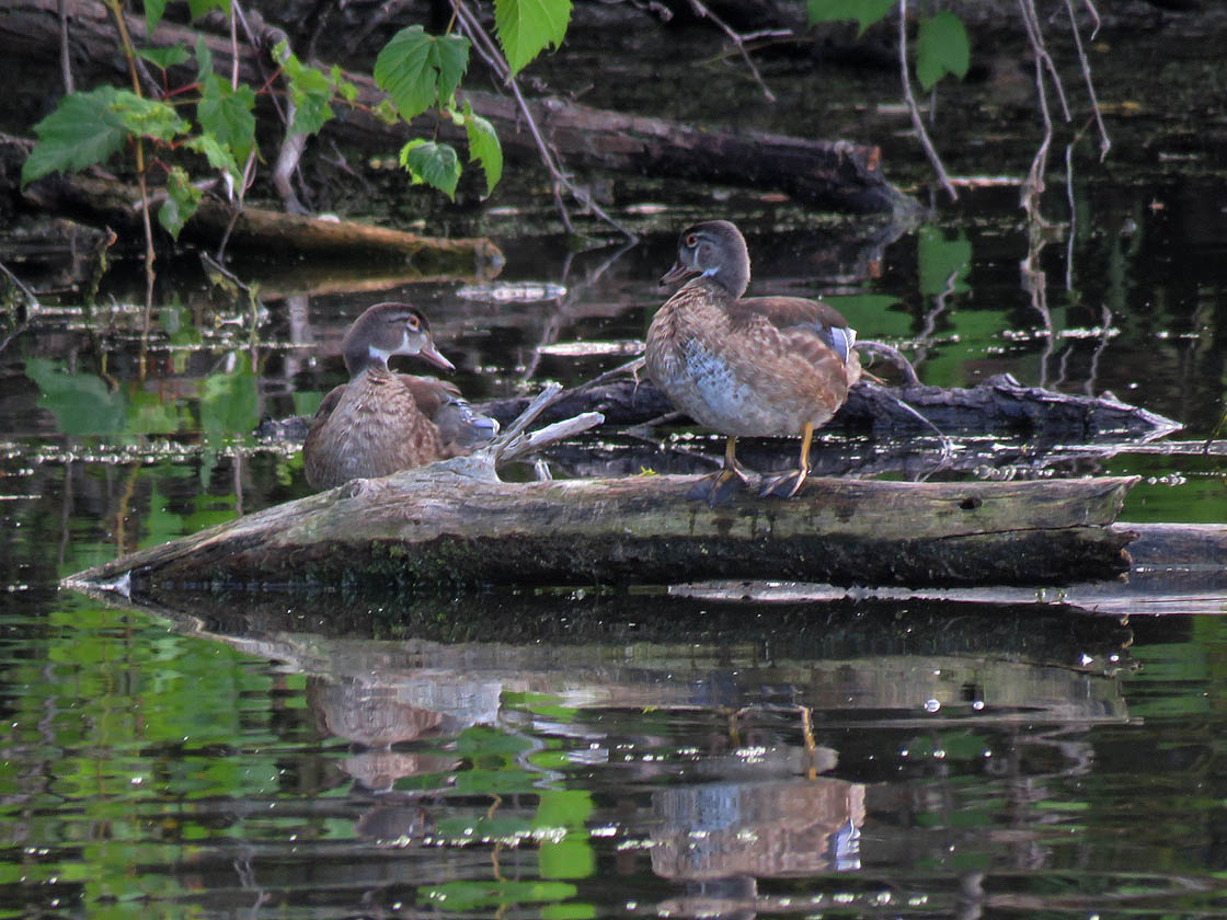 <b>Wood Duck</b> 2019 9 7 Bay Beach GreenBay 5520