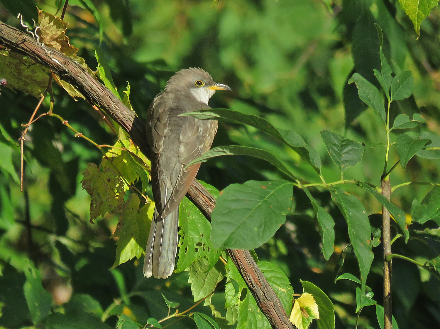 Yellow billed Cuckoo 2023 10 7 Harrington Beach SP 6280