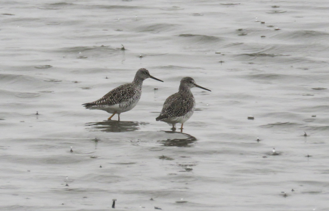 Gr Yellowlegs 2021 3 27 Harvey and Wangsness Rd pond Columbia Co 7186