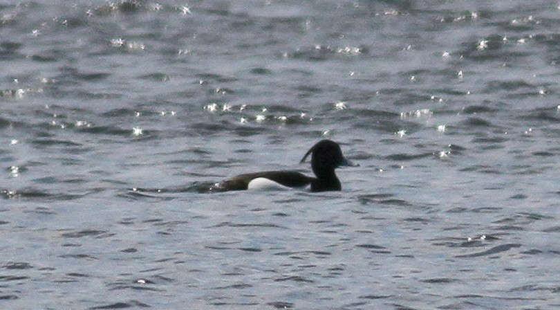 Intro <b>Tufted Duck</b> photo 3 21