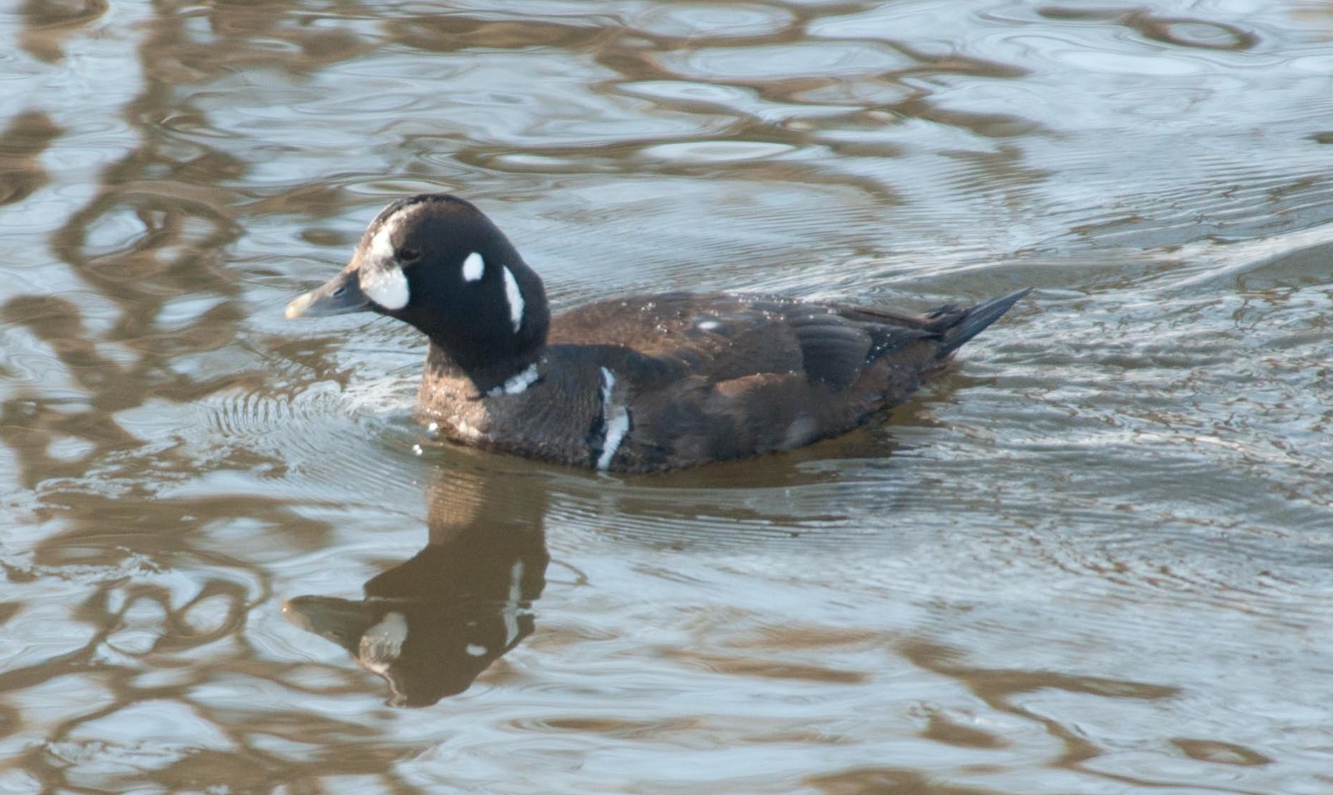 Rare Harlequin photo 3 21