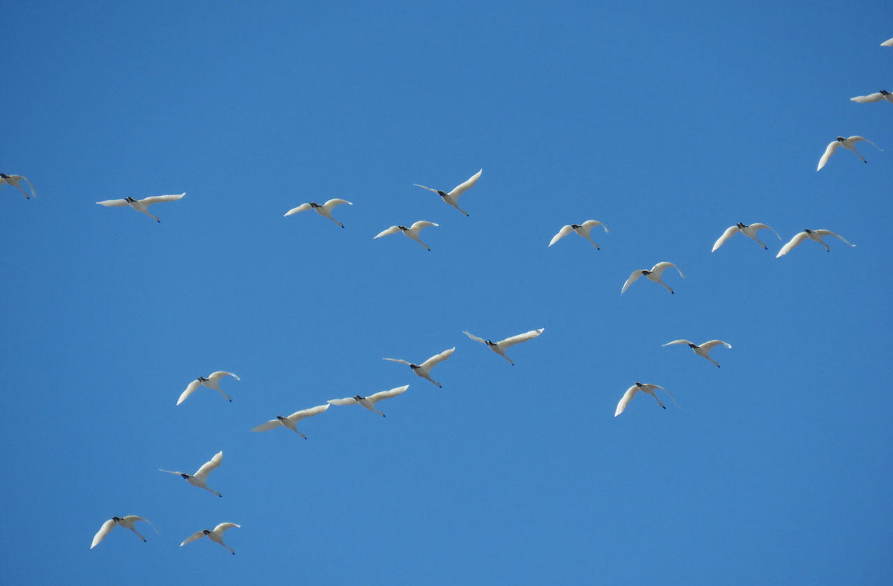 <b>Tundra Swan</b>s flt 2021 3 13 6495 Manitowoc Containment