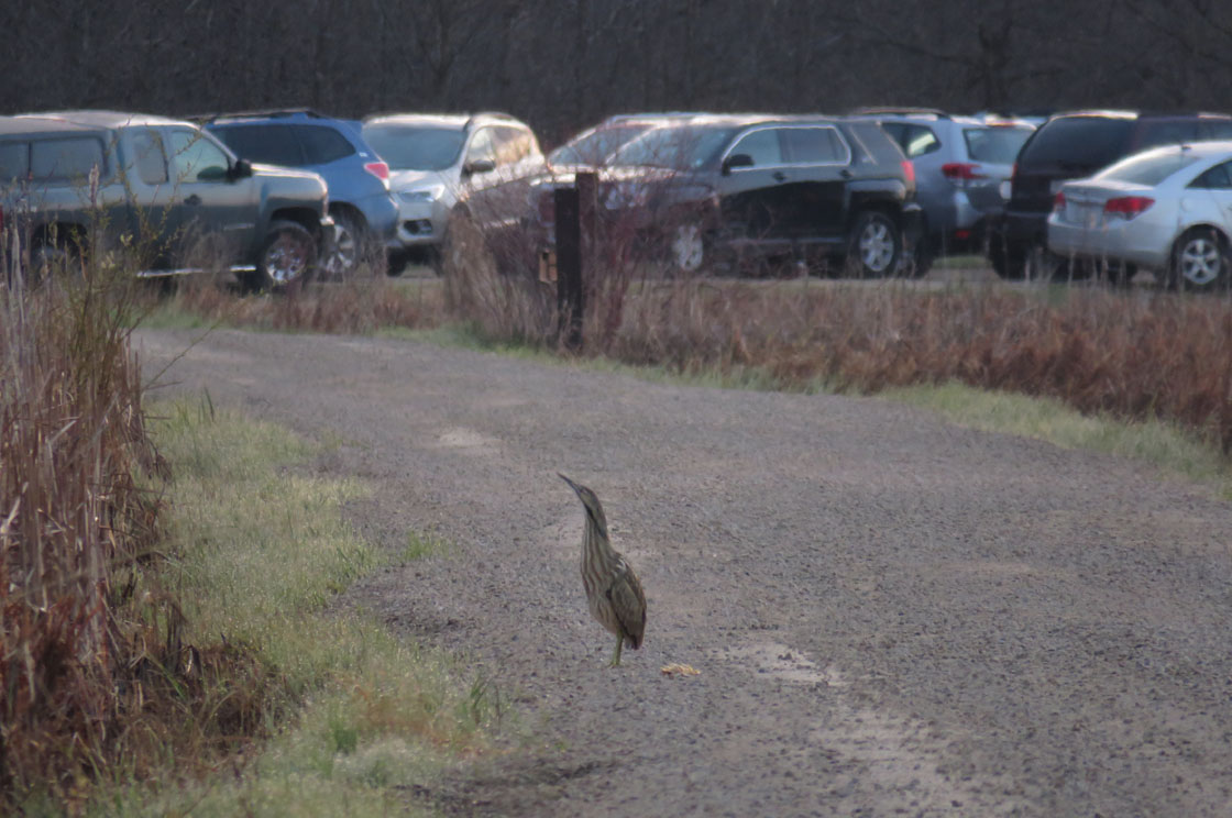 White River Marsh 2019 5 4 7968 Am Bittern cars White R Rd