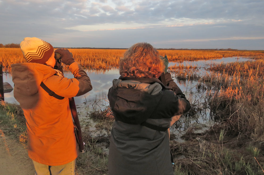 White River Marsh 2019 5 4 7987 birders on White R Rd