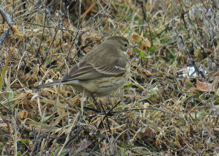 Am Pipit 2021 1 17 Port Washington 3565 crop TSchultz
