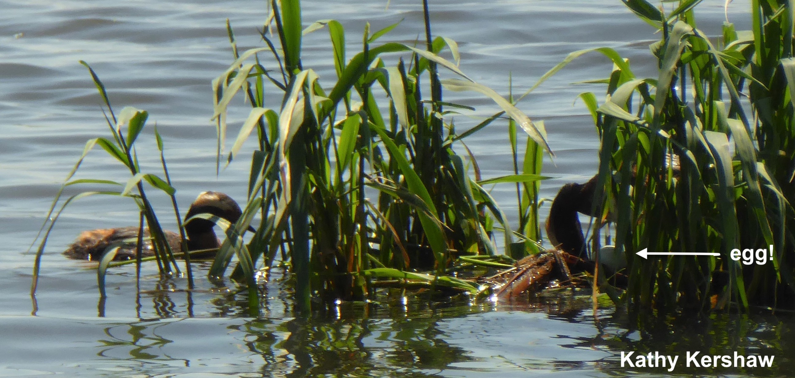 Atlas Grebe photo 7 19