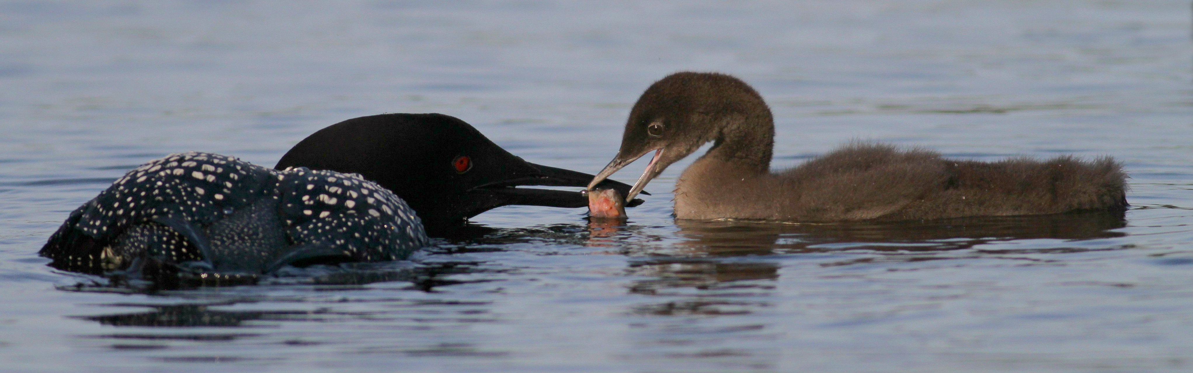 Atlas loons photo 7 19