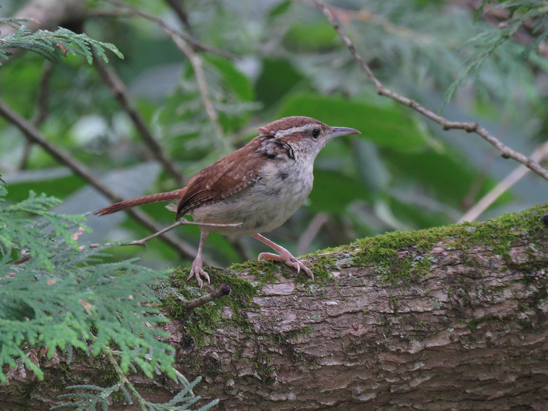 <b>Carolina Wren</b> 2019 8 25 Baxters Hollow 3806