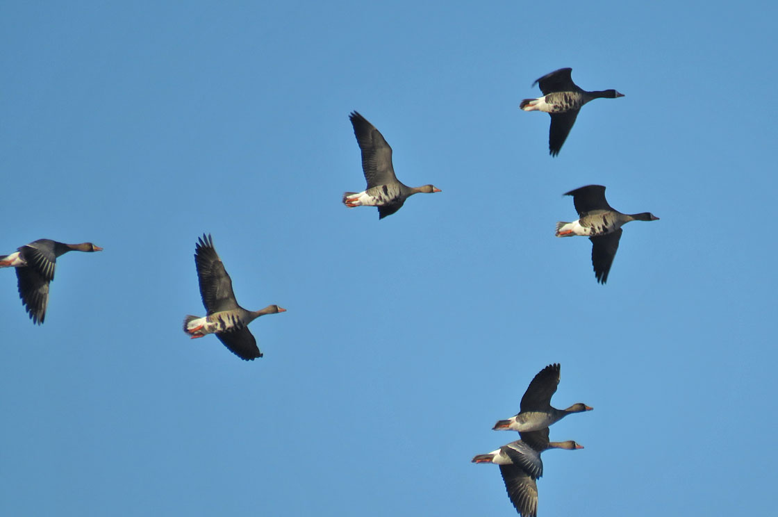 Columbia Co Ponds 2019 3 23 Harvey Rd Hwy 60 0696 Gr White fr Geese