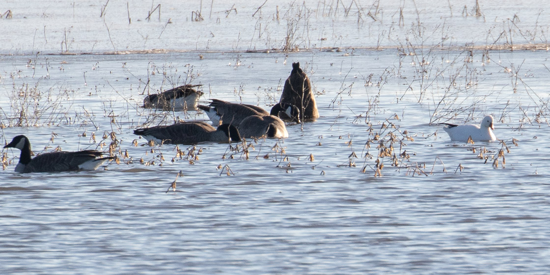 Columbia Co Ponds 2019 3 23 Rosss Goose HarveyRd Myles Hurlburt LG2 crop