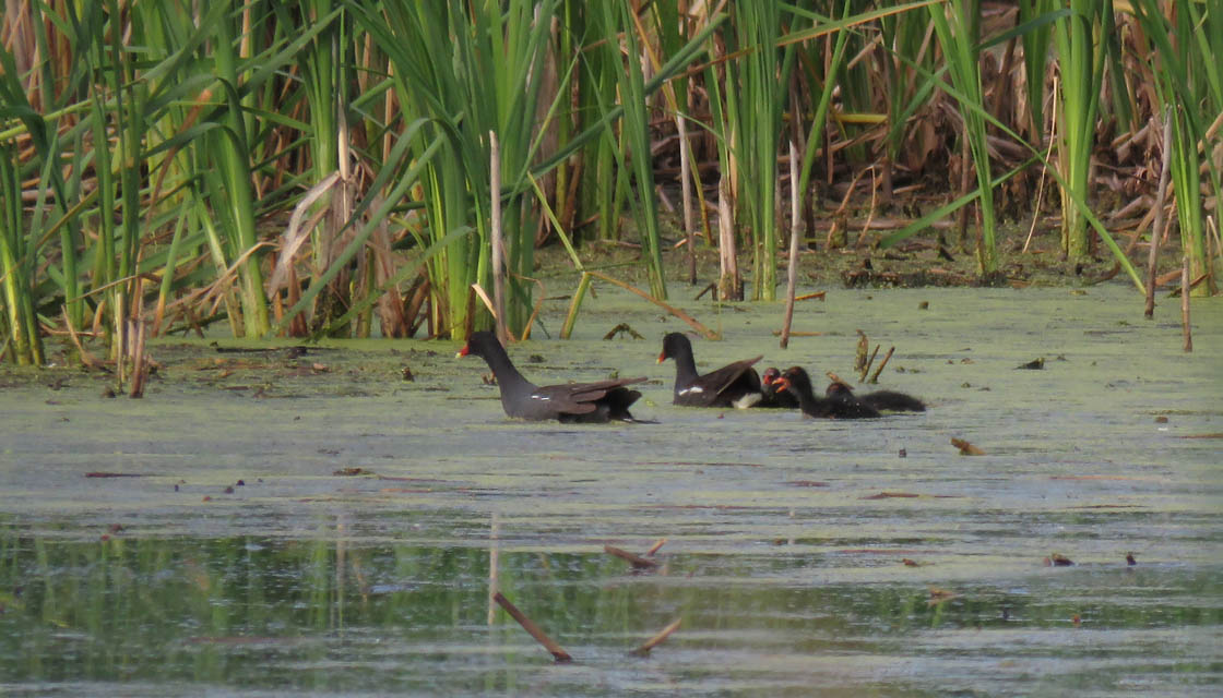 Com Gallinule family 2019 8 10 Horicon OldMarshRd 1827