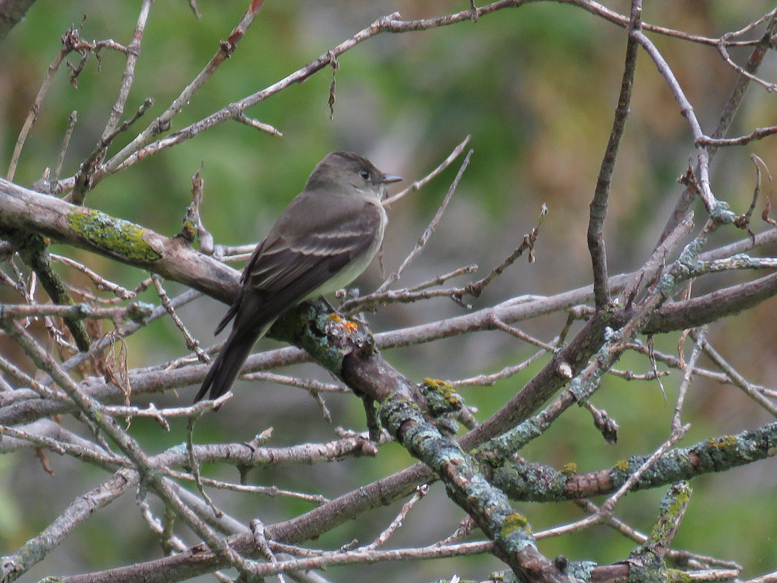 E Wood Pewee 2020 9 13 Bay Beach Green Bay 2758