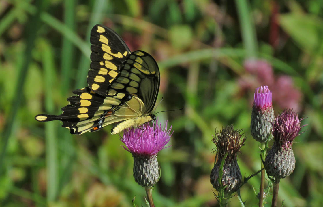 Giant Swallowtail 2019 8 24 Honey Creek 3737