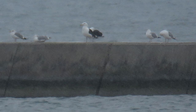 Gr Black backed Gull 2021 1 17 Lake Express Ferry Term Milw 3481 crop