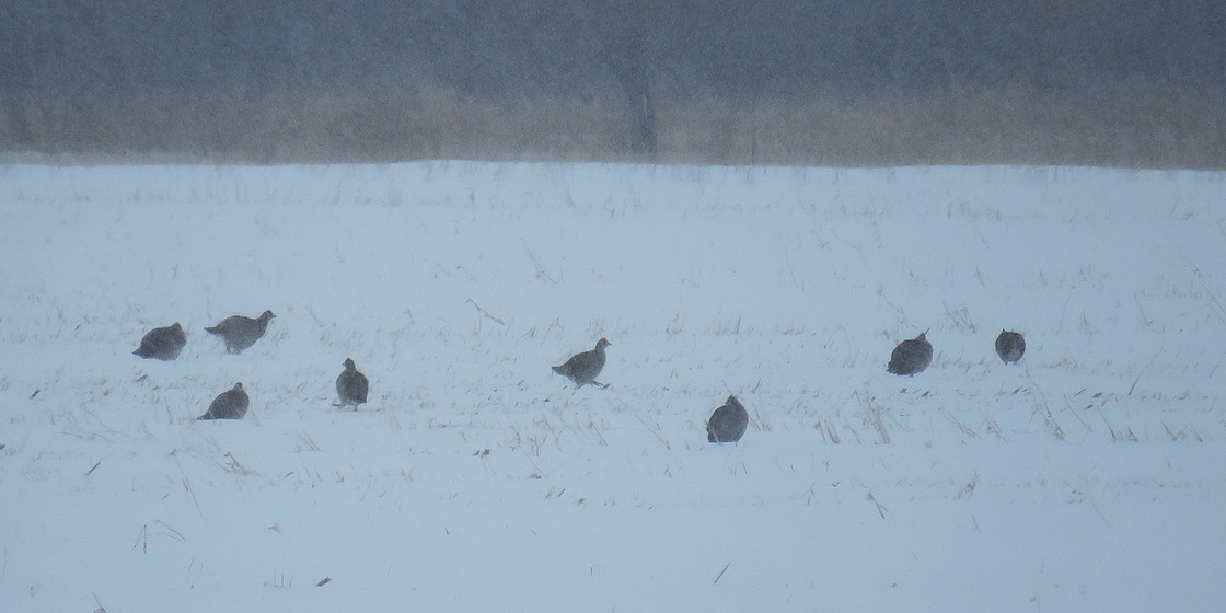 Gr Prairie Chickens 2021 2 13 Hwy W Buena Vista grasslands 5180 crop