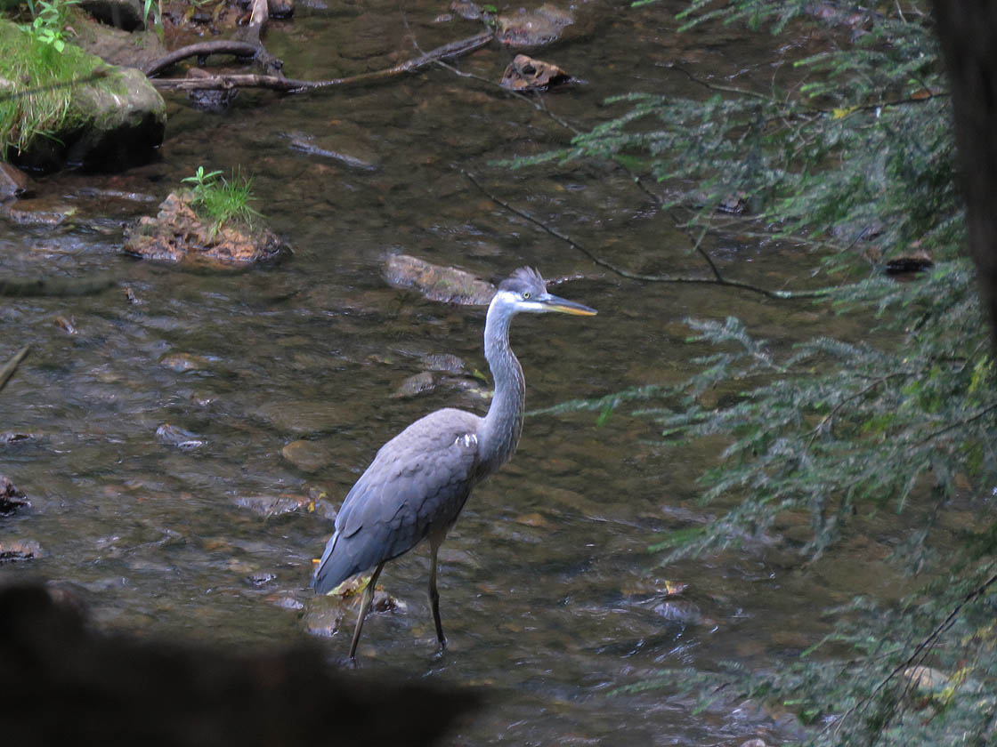 <b>Great Blue Heron</b> 2019 8 24 HoneyCreek 3658