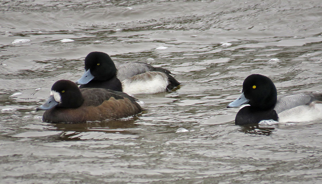 <b>Greater Scaup</b> 2019 1 12 Sheboygan 4891