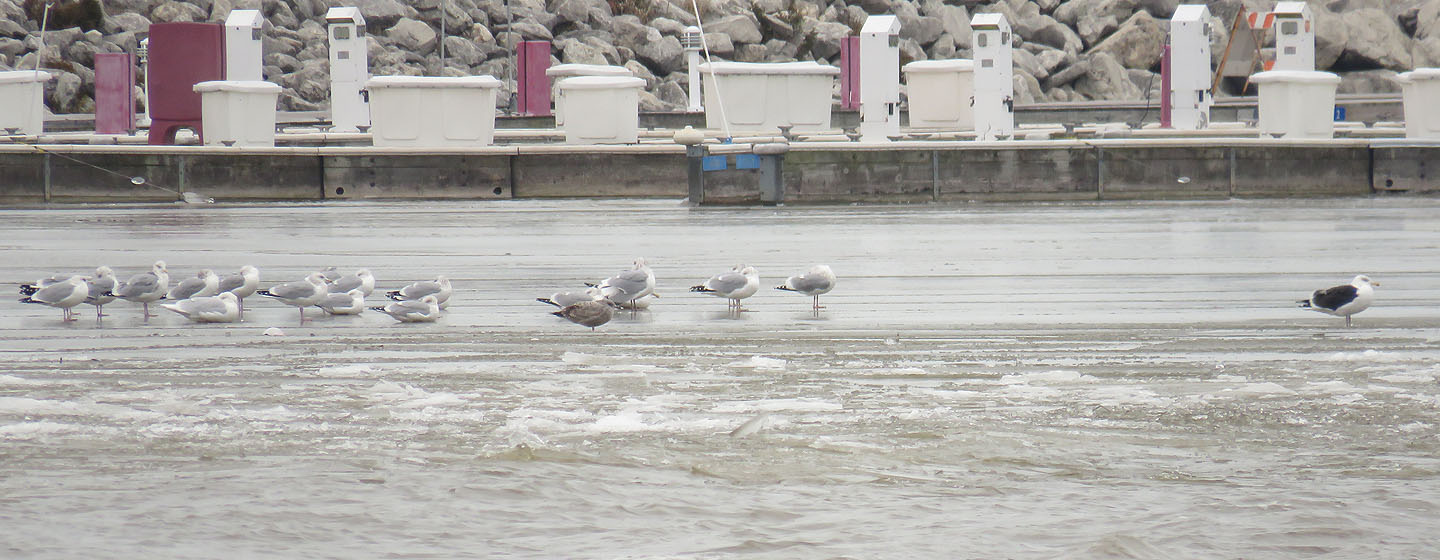 Gulls 2019 1 12 Port Washington 4843 Glaucous Thayers GBB