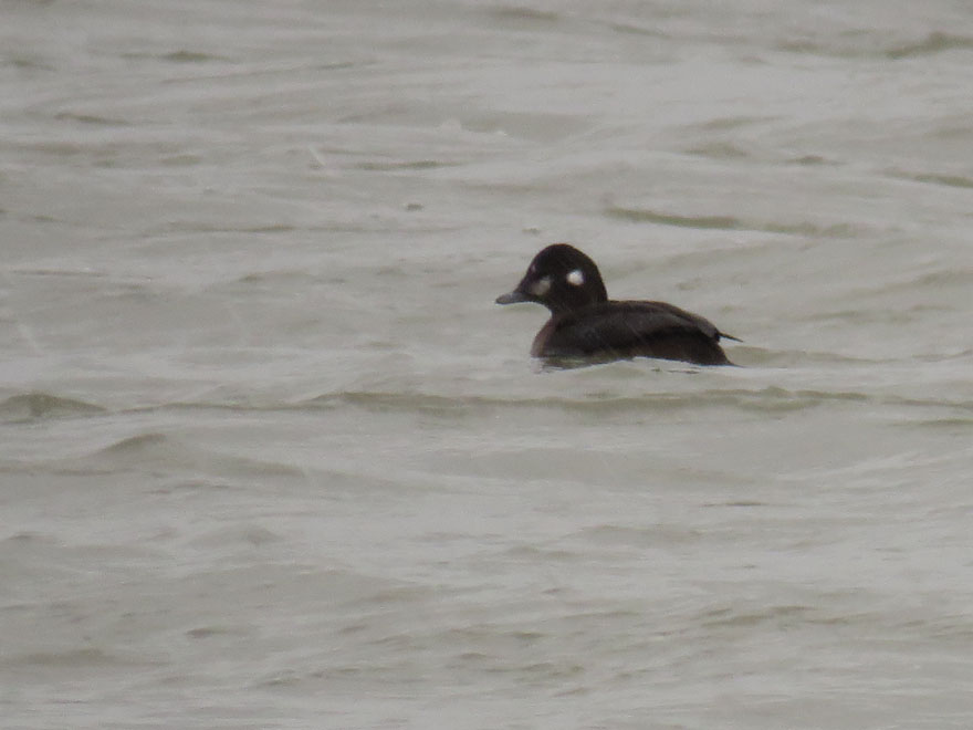 <b>Harlequin Duck</b> 2019 1 12 Sheboygan 4948