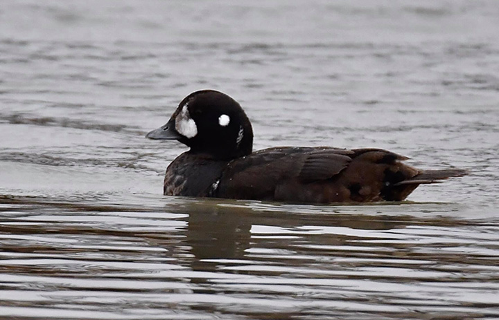 <b>Harlequin Duck</b> im m 2021 1 17 Port Washington1 Adam Knueppel crop