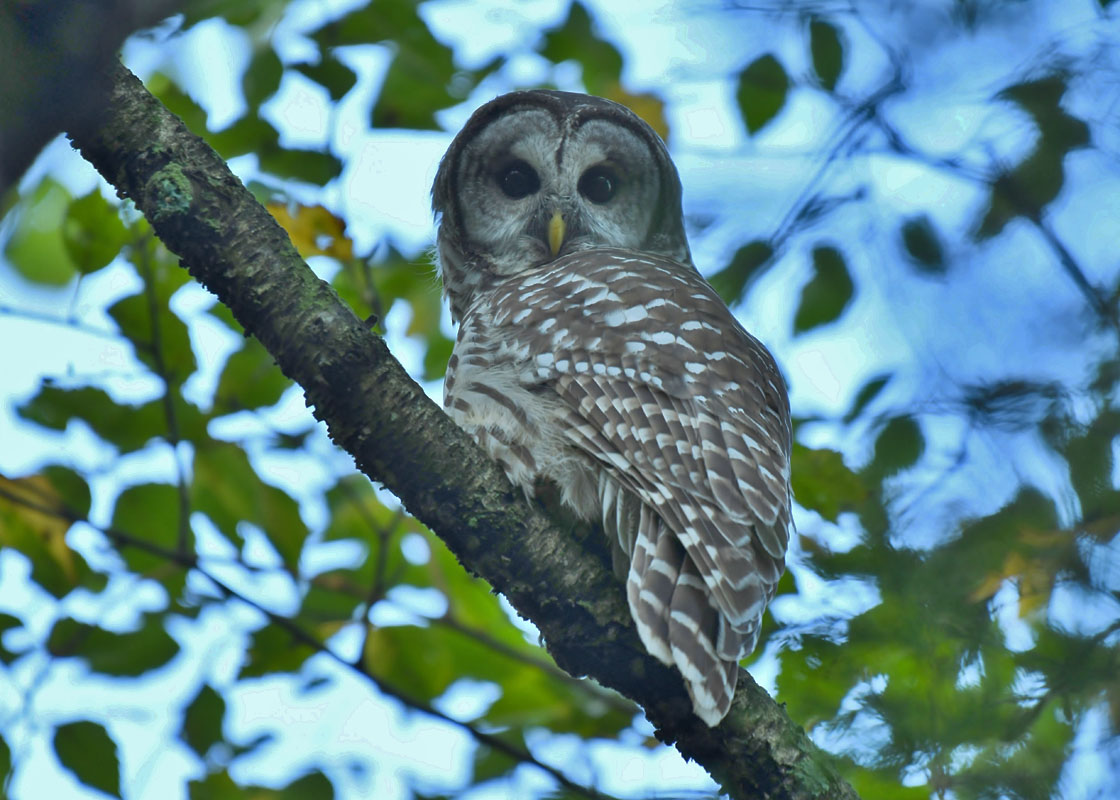 Harrington Beach 2019 10 6 by Doug Pellerin 9592 <b>Barred Owl</b>