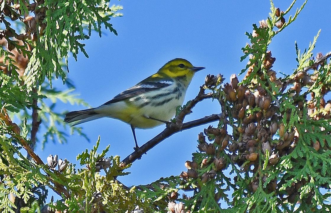 Harrington Beach 2019 10 6 by Doug Pellerin 9654 Black thr Green Warbler