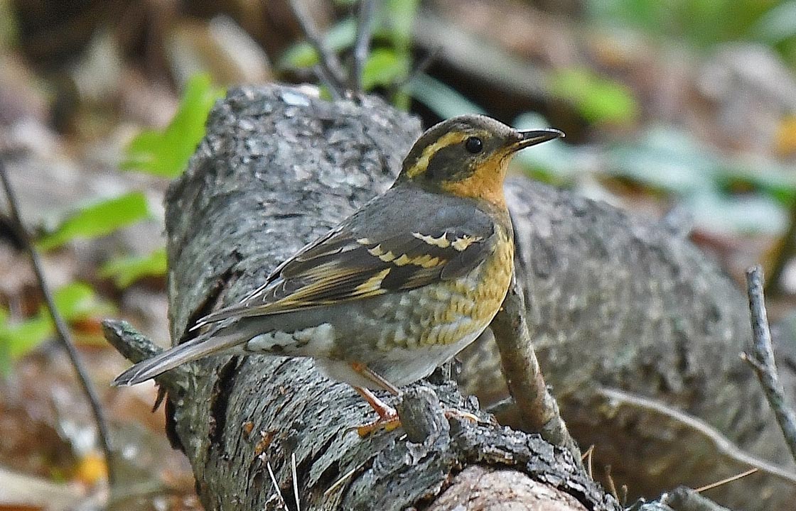 Harrington Beach 2019 10 6 by Doug Pellerin 9749 <b>Varied Thrush</b> Sheboygan IndianMoundPark