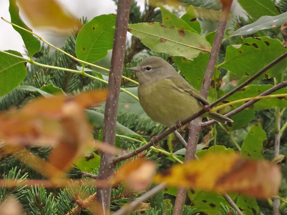 Harrington Beach 2020 10 3 Orange crowned Warbler by Jeff Baughman Forest Beach Migratory Preserve